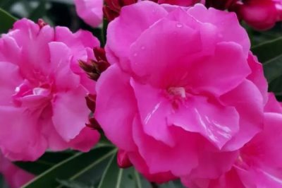 见血封喉的毒性有多强,是世界上最毒的树