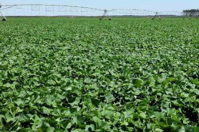 紫薯的种植方法,在2月份中旬可出窖育苗