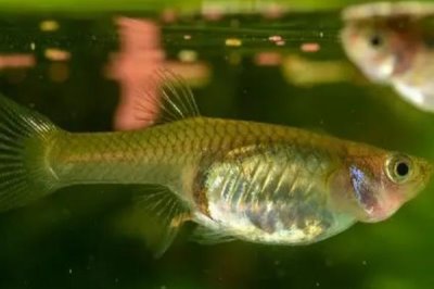 凤尾鱼的养殖方法，水温控制在18-25度左右合适