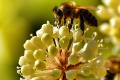 蜜蜂授粉相较于人工授粉的优缺点,蜜蜂授粉效率相较于人工授粉要更高