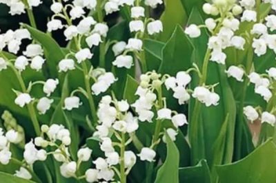 铃兰花苗的价格,因规格不同而有所差异