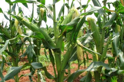 恩禾1816玉米种简介,生育期129.0天