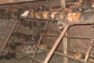 为什么鸡不知道躲雨,是因为鸡要借助淋雨代替排汗