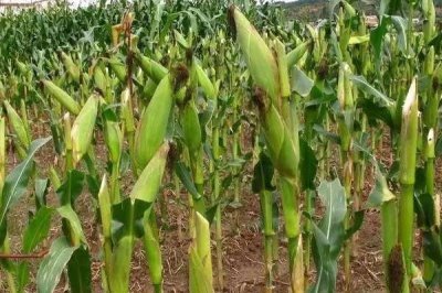 汉单155玉米品种简介，中抗小斑病