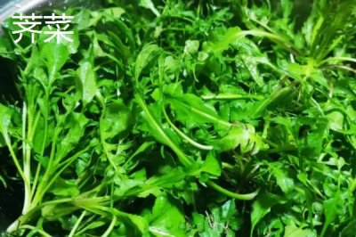 白菜属于什么科植物，属于十字花科植物