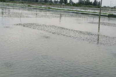 鳇鱼与鲟鱼的区别,达氏鳇为鲟鱼中的一种