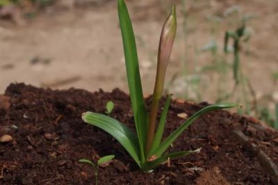 石蒜的浇水方法，春季每隔3-5天浇一次