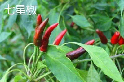 常见的辣椒品种,包括朝天椒、灯笼椒、七星椒、牛角椒等种类