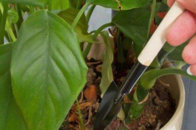 蚊香灰能做肥料吗,属于草木灰可以做肥料