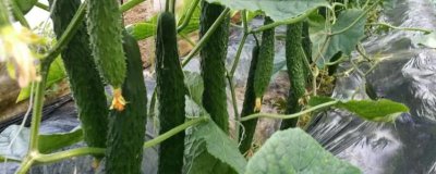 大棚黄瓜的亩产量,春黄瓜每亩产量在1.5万斤左右