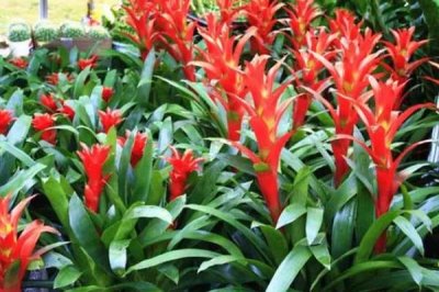 鸿运当头无根能不能活，没有根也是可以存活的