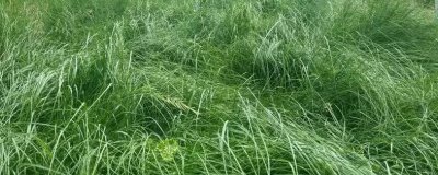 鼠茅草的产地,北美退化草原是主要分布区