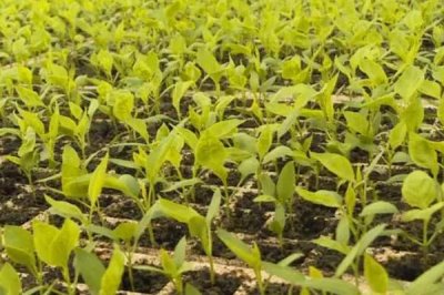 辣椒的育苗技术，种植前需浸种8小时左右