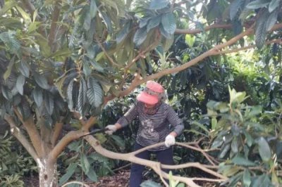 如何培育良种枇杷,关键是要修枝促梢