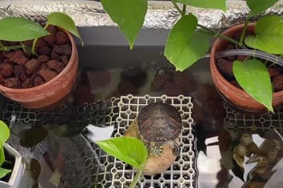 乌龟怎么喂养，要遵循以下四个原则