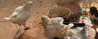 鸽子避光法的意思,是指人为减少光照强度