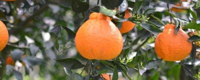 不知火柑橘的价格,不同地区的价格差异较大