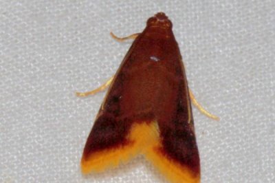 黑腹虎头蜂的天敌,黄尾巢螟、大型胡峰和人类都是