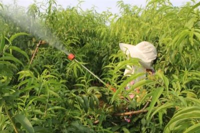 有哪些叶面肥，常见的有尿素、过磷酸钙等