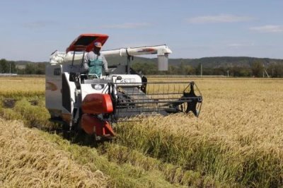 水稻收割前什么时候断水，要根据具体情况灵活掌握