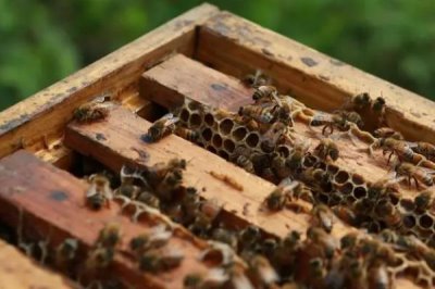 养蜂十二口诀,一月保温、二月通风