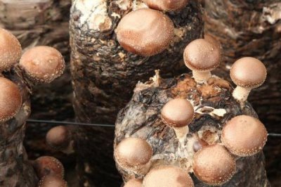 香菇的品种,常见以下9种