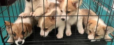 柯基幼犬饲养注意事项,要注意保护好牙齿和及时注射疫苗