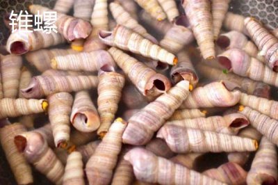 锥螺壳可以做什么,一般被当做药材使用