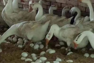 鹅趴窝不下蛋的原因,可能是母鹅太肥或过瘦等导致