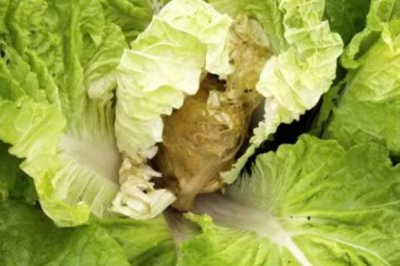 大白菜有哪些病害,常见的有霜霉病、软腐病、黑斑病等