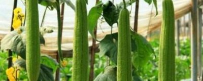 怎么防治丝瓜褐斑病，以高畦栽培为主