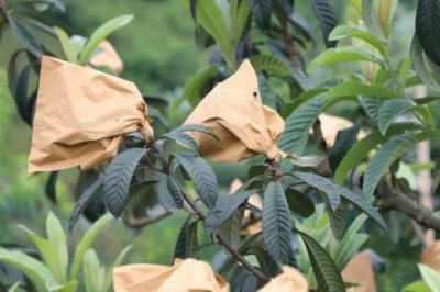 枇杷树适合在什么时候嫁接，2-4月份、9-11月份均为适宜时间