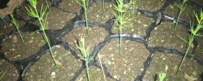 芦笋种子的催芽方式,需要先进行浸泡