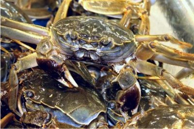 河蟹的价格,一斤需要10-35元左右