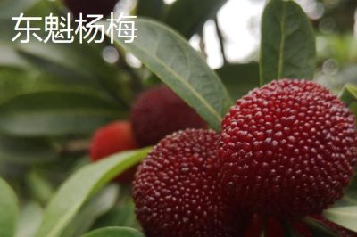 杨梅苗的价格,价格在4-300元一棵不等