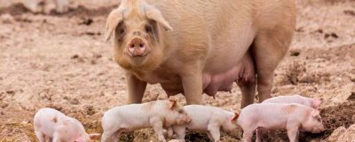一胎母猪一般在多少天产仔，可采用人工助产