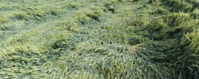 小麦倒了会影响产量吗，会严重影响产量