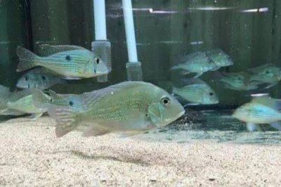 藩王食土鲷好不好养，饲养难度并不大