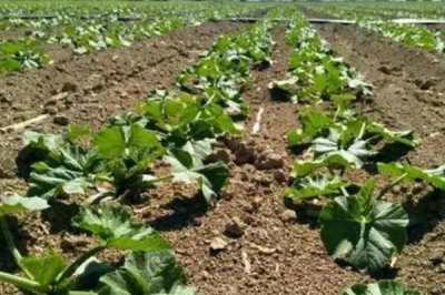 西葫芦的种植技术，一般于3月中旬定植