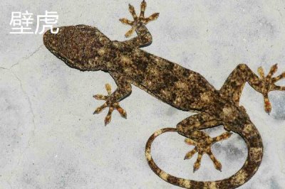 壁虎属于卵生还是胎生动物,大多数品种均为卵生
