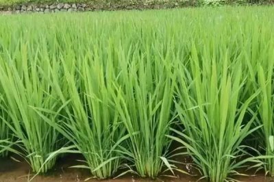 中两优018水稻种简介，每亩有效穗数16.4万穗
