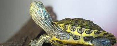 巴西龟好不好养活,新手饲养容易致死