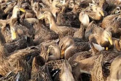 麻鸭有多少个品种,品种较多常见以下7种