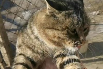 猫咪突然扭头转圈的原因,可能是中耳炎导致的