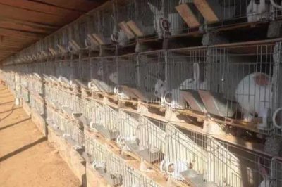 獭兔养殖的前期准备,选址很关键