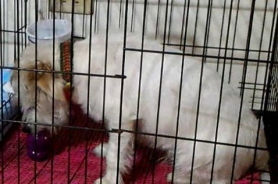 为什么要给狗狗笼内训练,有利于排尿、定量进餐等