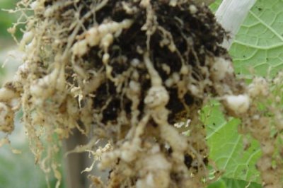 如何防治根结线虫,首先要选择基质育苗