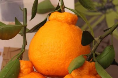 柑橘的主产地,主产于浙江、四川、湖南等省份