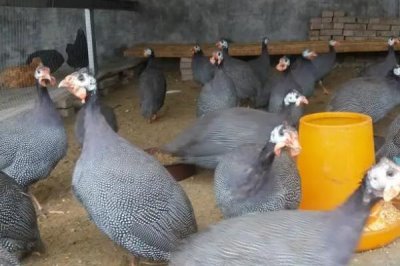 农村养珍珠鸡能否赚钱,具有一定养殖前景但市场价格因地而异