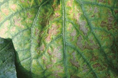 怎么防治丝瓜褐斑病，以高畦栽培为主